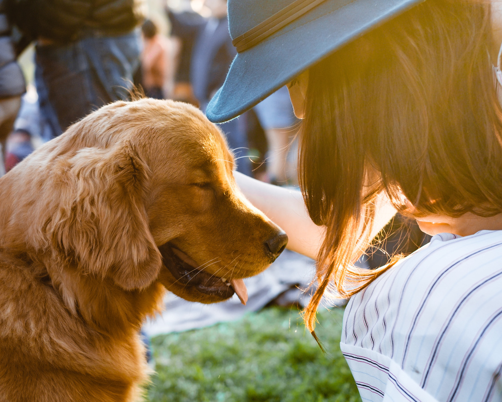 pienso para perros, dieta Barf, comida natural para perros, comida para gatos, comida natural para gatos, comida para perros, dieta barf la rioja, dieta barf logroño, dieta barf para gatos, dieta barf perros logroño, comida para gatitos, comida de perro, comida natural para gatos, snacks naturales para perros, snack para gatos, emperrados logroño,