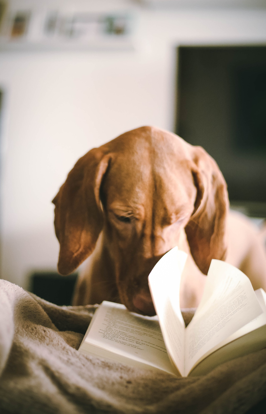 pienso para perros, dieta Barf, comida natural para perros, comida para gatos, comida natural para gatos, comida para perros, dieta barf la rioja, dieta barf logroño, dieta barf para gatos, dieta barf perros logroño, comida para gatitos, comida de perro, comida natural para gatos, snacks naturales para perros, snack para gatos, emperrados logroño, El conocimiento es poder