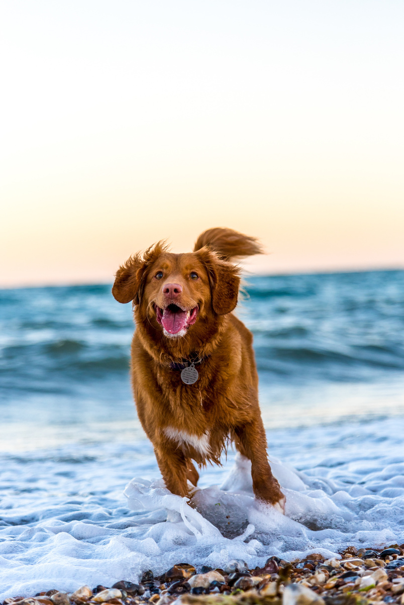 pienso para perros, dieta Barf, comida natural para perros, comida para gatos, comida natural para gatos, comida para perros, dieta barf la rioja, dieta barf logroño, dieta barf para gatos, dieta barf perros logroño, comida para gatitos, comida de perro, comida natural para gatos, snacks naturales para perros, snack para gatos, emperrados logroño, Su felicidad nos emociona y se contagia