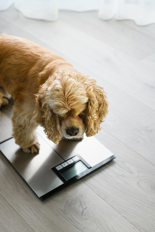 pienso para perros, dieta Barf, comida natural para perros, comida para gatos, comida natural para gatos, comida para perros, dieta barf la rioja, dieta barf logroño, dieta barf para gatos, dieta barf perros logroño, comida para gatitos, comida de perro, comida natural para gatos, snacks naturales para perros, snack para gatos, emperrados logroño,