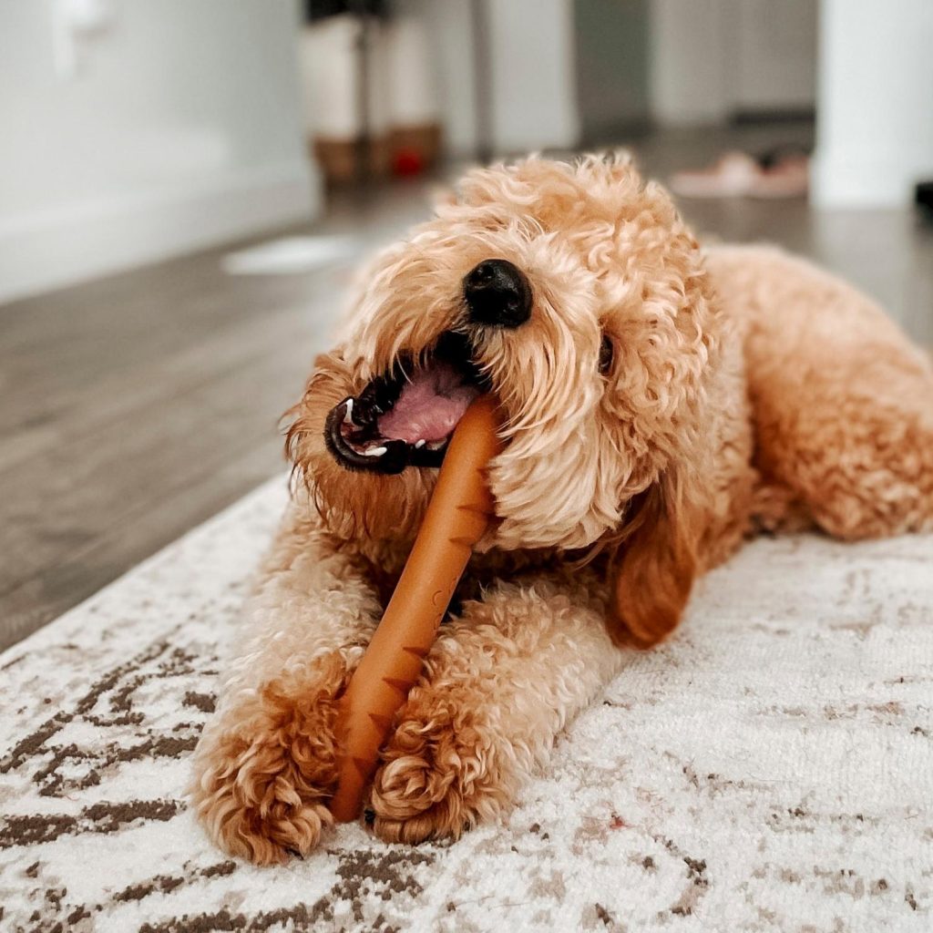 Nylabone Juguete BAGUETTE Masticable Extreme (sabor POLLO) T.L para Perros - Imagen 3