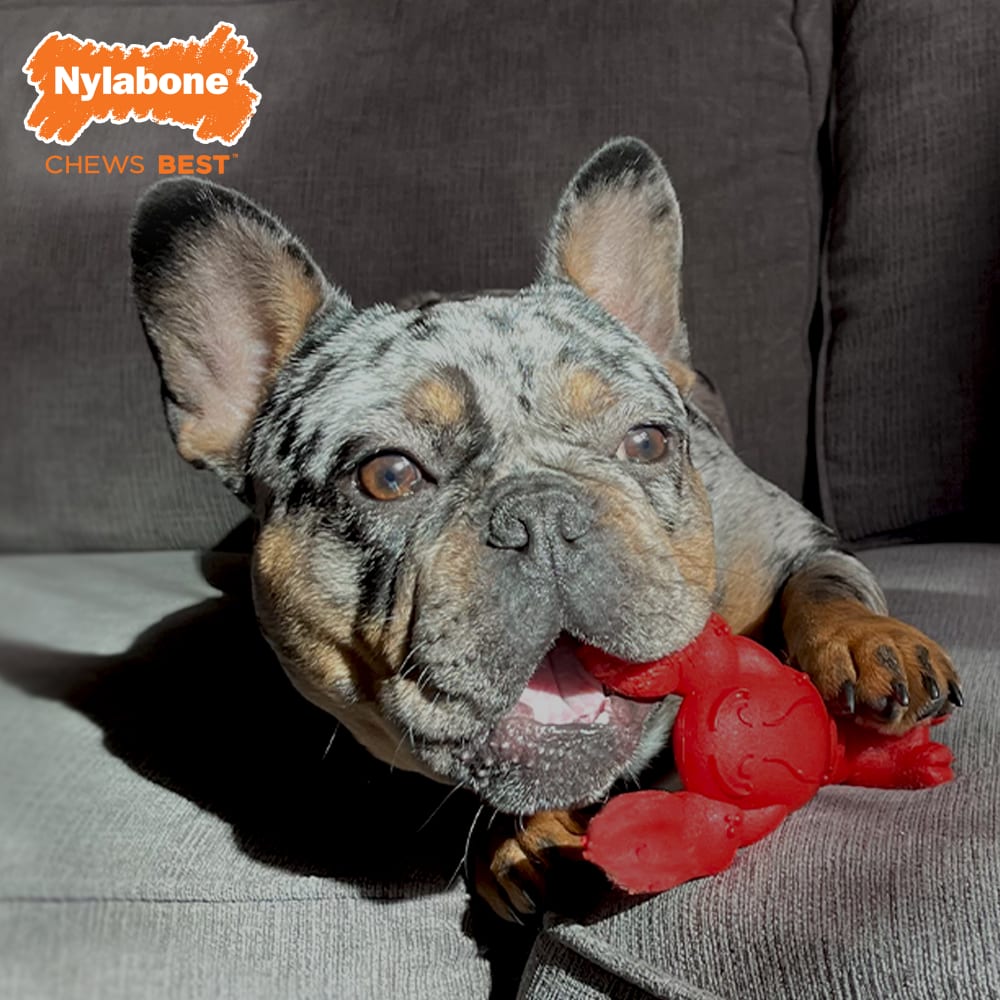 Nylabone Juguete LANGOSTA Masticable Extreme (sabor TERNERA) T.XL para Perros - Imagen 4