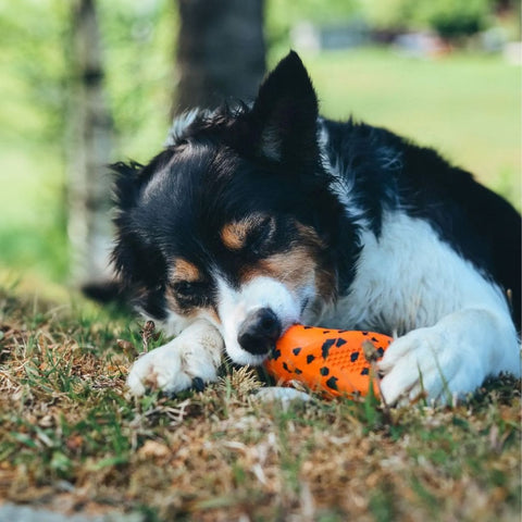Non-Stop Juguete Mordedor Dog throw toy (de Caucho y Bambú) Naranja/Negro para Perros - Imagen 5