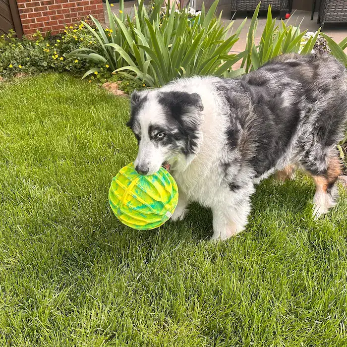 Kong Juguete Pelota Flexball Sport (forma esférica u ovalada) para Perros - Imagen 5
