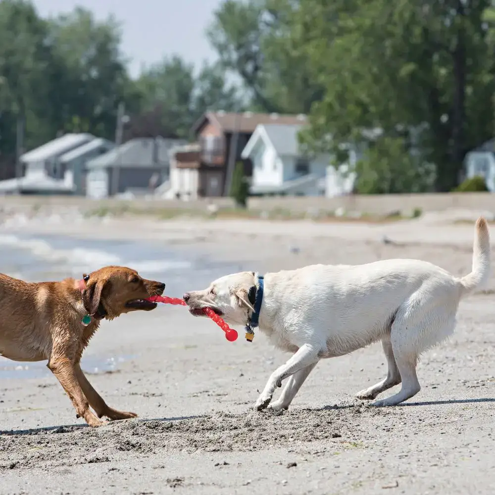 Kong Juguete SAFESTIX Arrojar, Buscar y Recoger para Perros - Imagen 2