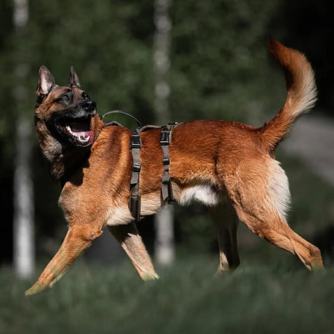 arnés verde aceituna para perros con enganches seguros