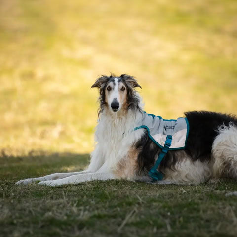vista trasera del chaleco refrescante gris claro y turquesa para perros