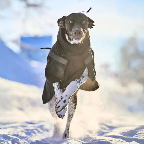 Chaqueta negra para perros Non-Stop Trekking vista trasera