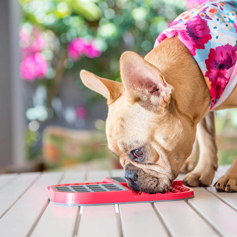 Comedero antideslizante para mascotas inquietas