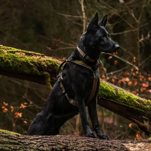 Arnés verde para perros con costuras reforzadas