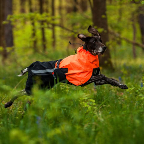 Chubasquero Non-Stop Fjord 2.0 con diseño moderno para perros