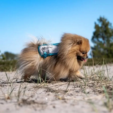 empaque del chaleco refrescante gris claro y turquesa para perros