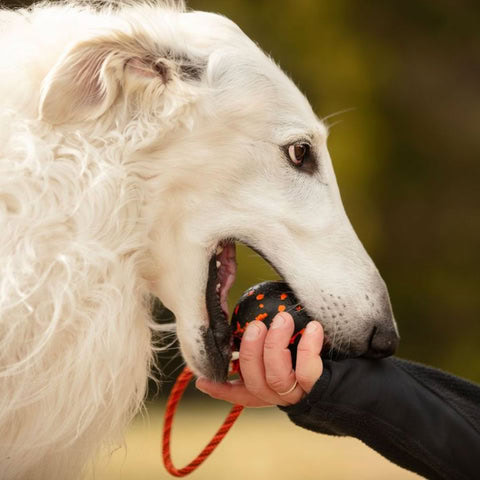 pelota con cuerda para ejercicio canino