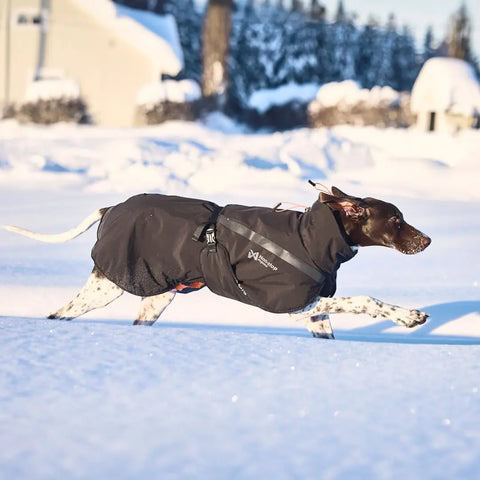 Perro usando chaqueta negra Non-Stop Trekking en la naturaleza