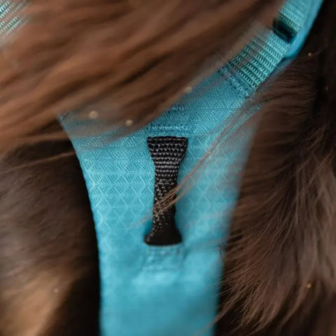 Perro usando el arnés Non-Stop Ramble azul en un paseo