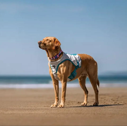 perro corriendo con chaleco refrescante gris claro y turquesa