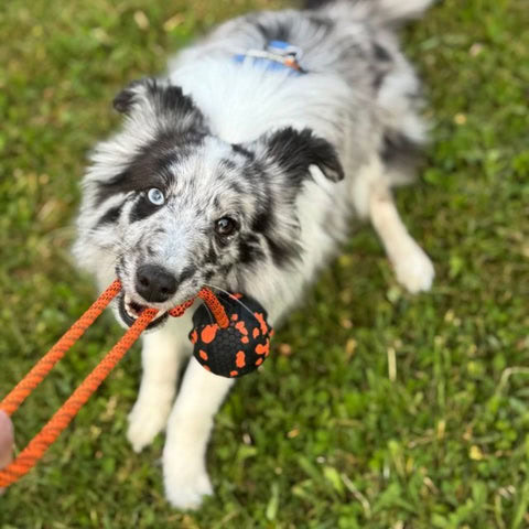 perro jugando con pelota y cuerda en el parque