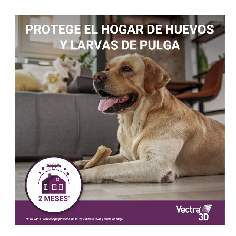 Pipetas Vectra 3D para Perros | Emperrados