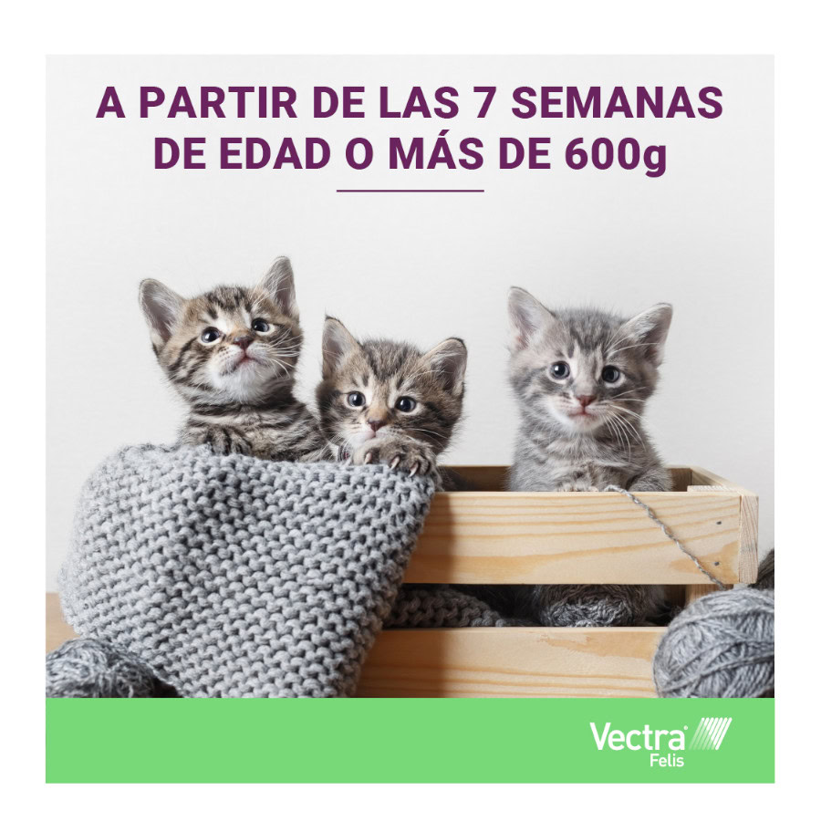 Pipetas Vectra Felis siendo aplicadas en un gato