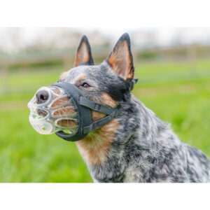 Perro utilizando el bozal transparente moldeable de la marca Emperrados.