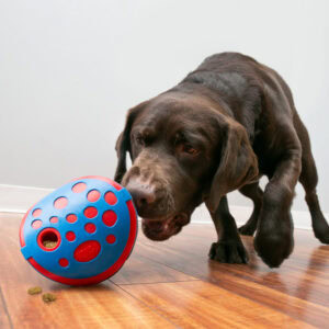 Perro disfrutando con el juguete Kong Rewards Wally en acción.