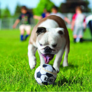 Perro disfrutando mientras juega con el Kong Sport Kit de pelotas de Emperrados.