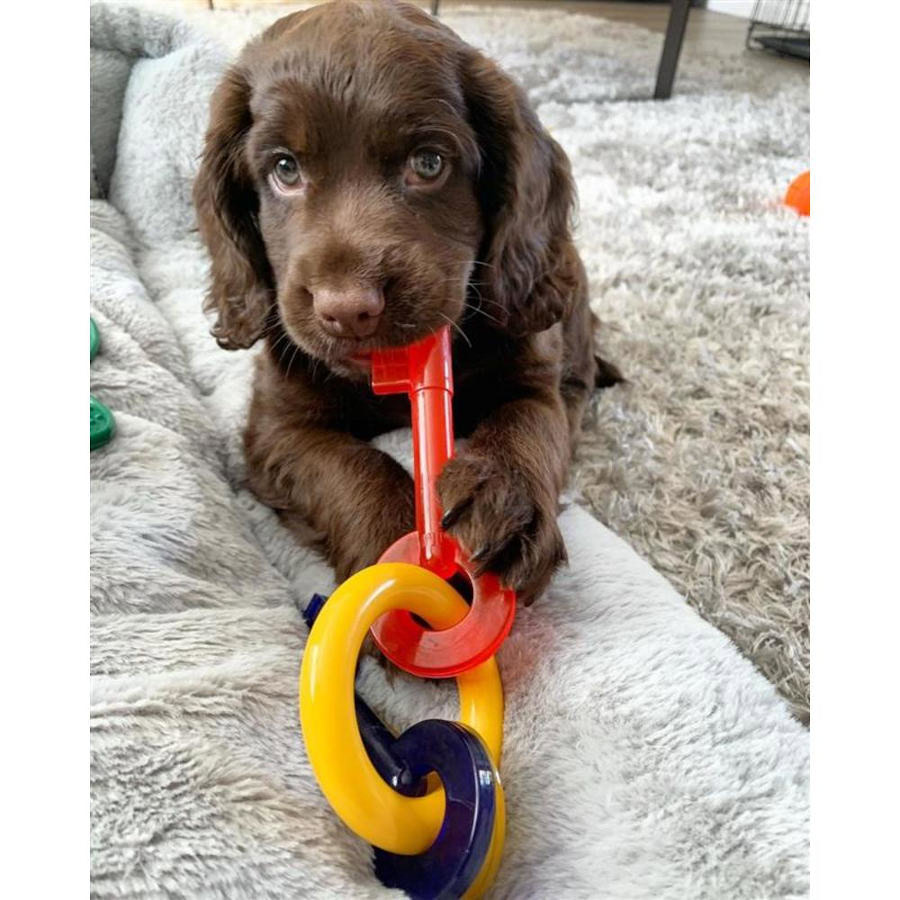 Cachorro divirtiéndose mientras juega con el mordedor llaves bacon.