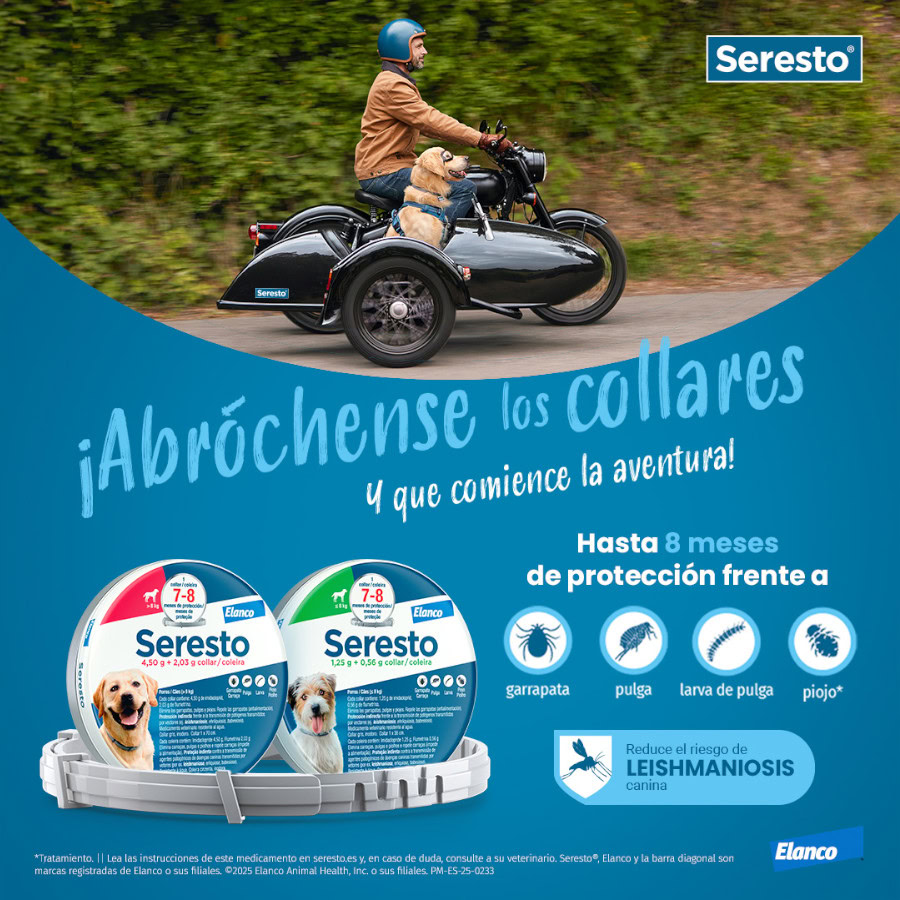 Perro corriendo felizmente con el collar Seresto.