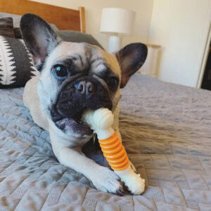 Detalle del Nylabone Hueso Mordedor resaltando su sabor a bacon.