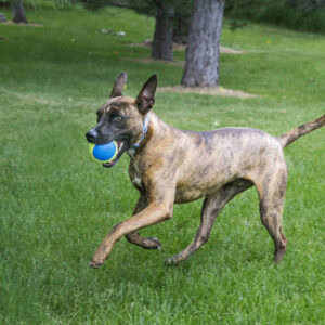 Vista detallada del material resistente de la pelota con chirriador para perros de Emperrados.