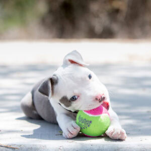 Perro jugando con la pelota de tenis Kong Birthday con chirriador de Emperrados