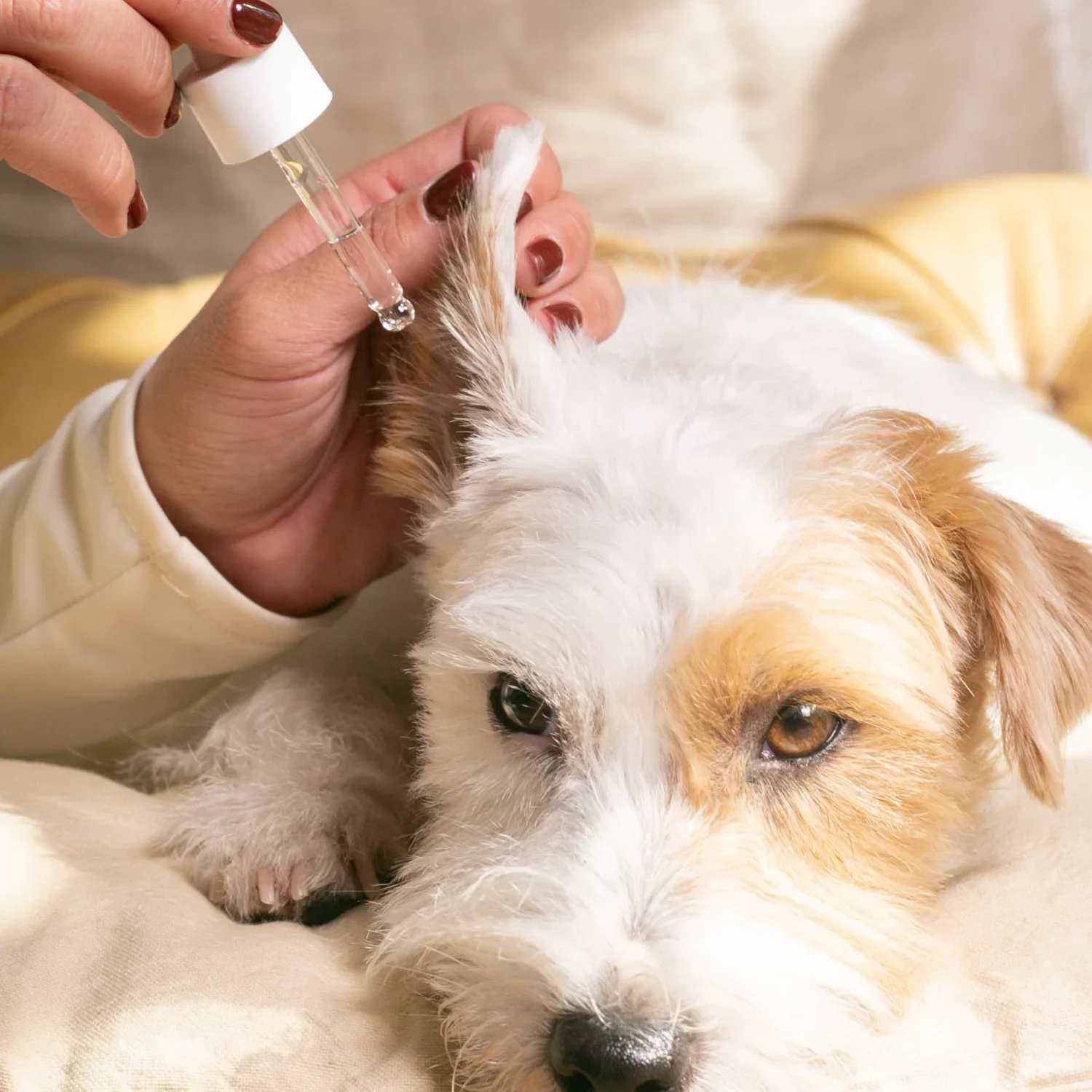 Masco Beauty Limpiador y Calmante de Oídos 30 ml para Perros y Gatos - Imagen 2
