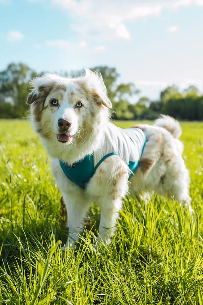 Non-Stop Cooling Pull-On Vest / Chaleco Refrescante GRIS CLARO Y TURQUESA para Perros - Imagen 6