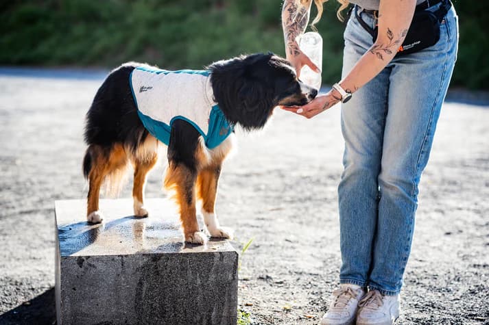Non-Stop Cooling Pull-On Vest / Chaleco Refrescante GRIS CLARO Y TURQUESA para Perros - Imagen 5