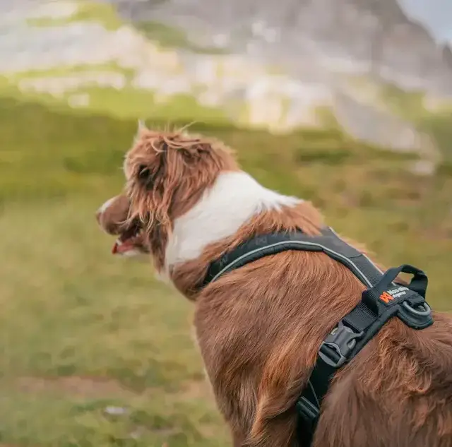 Non-Stop Line Harness Grip / Arnés ergonómico NEGRO para Perros - Imagen 2
