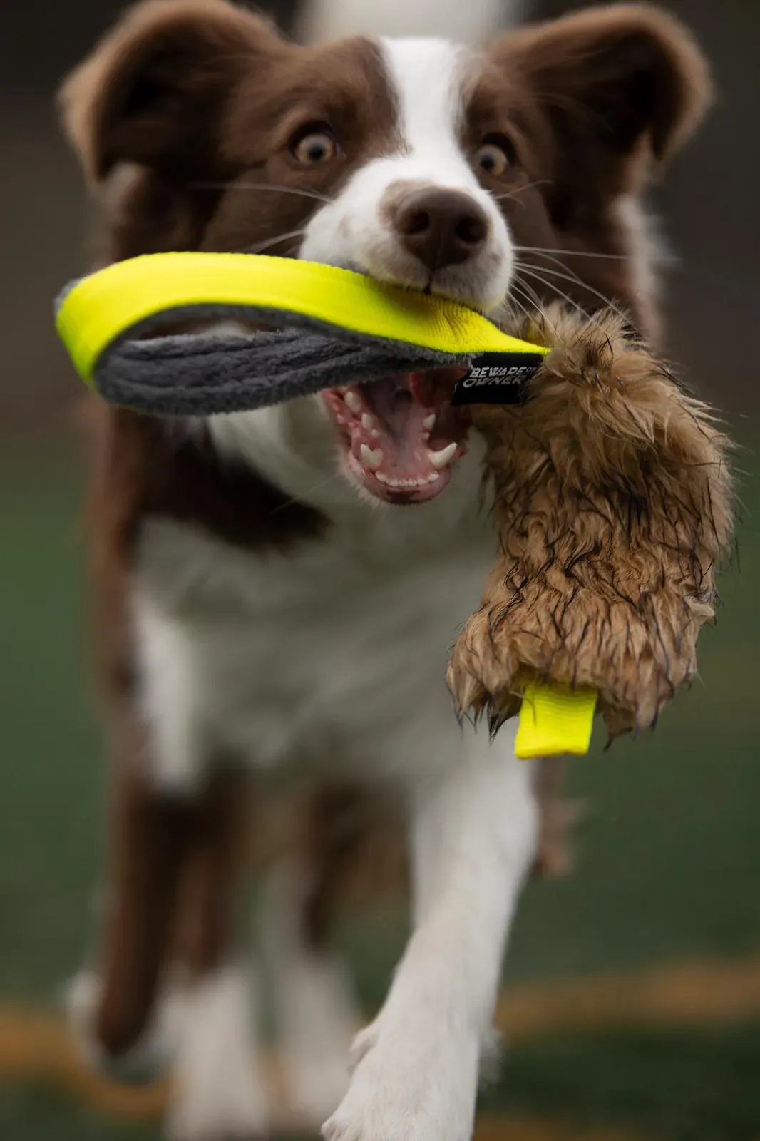 BOW Mordedor / Motivador BALÚ Pelo Largo para Perros - Imagen 3