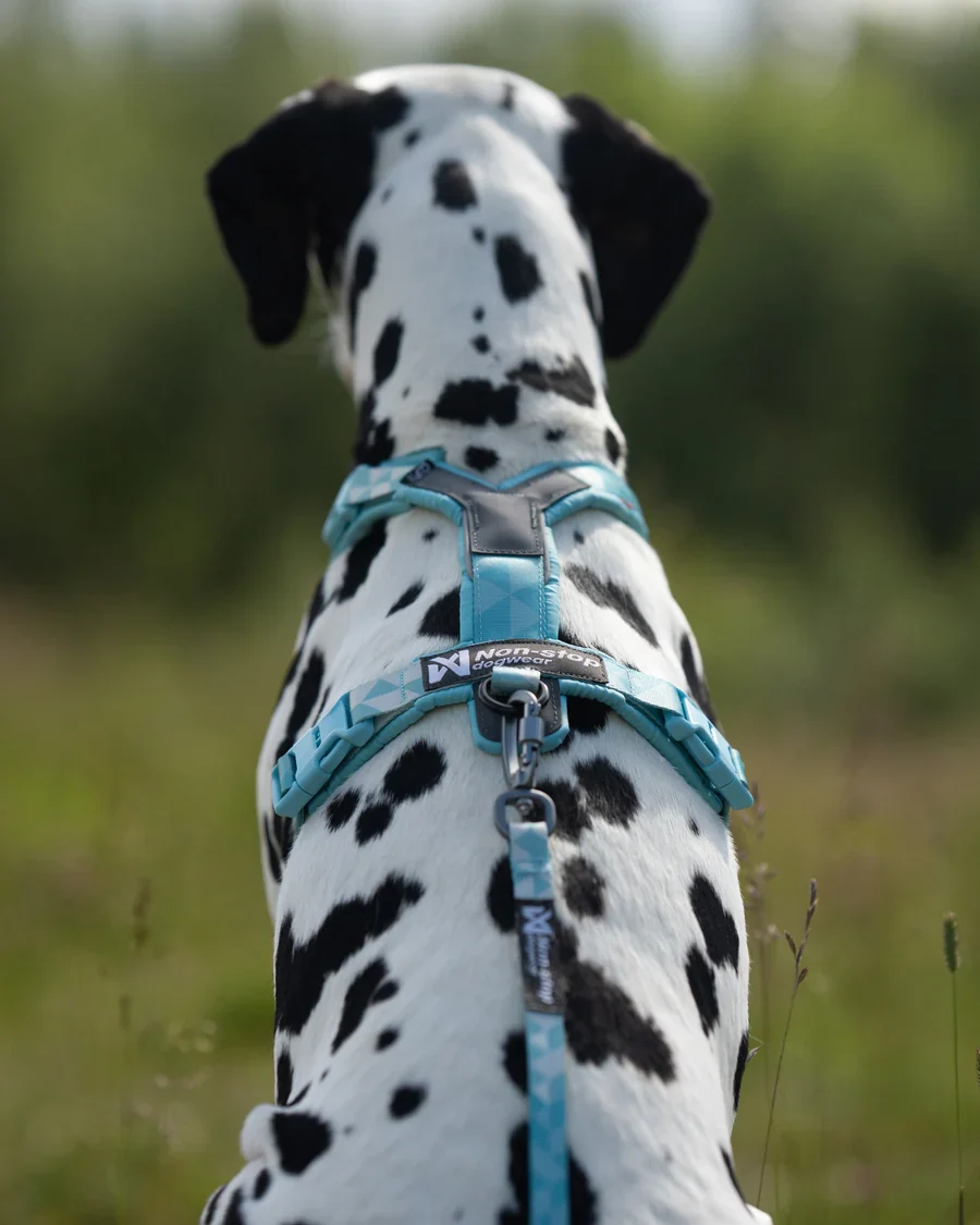 Non-Stop Trail Quest Leash / Correa Azul Hielo 15mm/2m para Perros - Imagen 2