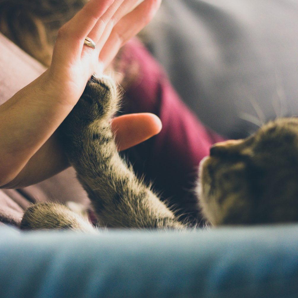 pienso para perros, dieta Barf, comida natural para perros, comida para gatos, comida natural para gatos, comida para perros, dieta barf la rioja, dieta barf logroño, dieta barf para gatos, dieta barf perros logroño, comida para gatitos, comida de perro, comida natural para gatos, snacks naturales para perros, snack para gatos, emperrados logroño,