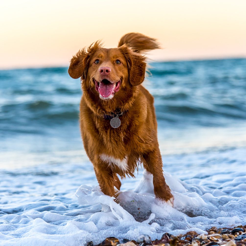 pienso para perros, dieta Barf, comida natural para perros, comida para gatos, comida natural para gatos, comida para perros, dieta barf la rioja, dieta barf logroño, dieta barf para gatos, dieta barf perros logroño, comida para gatitos, comida de perro, comida natural para gatos, snacks naturales para perros, snack para gatos, emperrados logroño, perro playa_v.escritorio